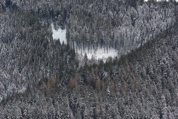 Skaliertes Bild Winterwald im Appenzell_2010_01_16--15-35-38.jpg 