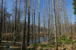 Vorschaubild Abgestorbene Baeume im Biberwald bei Marthalen_2022_03_23--16-05-12.jpg 