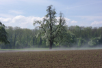 Vorschaubild Acker mit bluehendem Obstbaum und Nebel_2013_05_05--10-55-16.jpg 