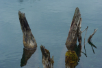 Vorschaubild Alte Pfaehle im alten Rhein_2013_12_15--14-14-32.jpg 