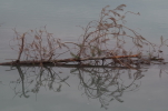 Vorschaubild Angeschwemmte Foehre_2014_12_14--11-20-01.jpg 