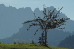 Vorschaubild Apfelbaum vor Berghintergrund_2014_09_28--08-38-59.jpg 