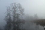 Vorschaubild Baeume im Nebel am Huettwiler See_2022_01_01--11-43-44.jpg 