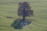 Vorschaubild Baum am Tannenberg_2012_11_17--11-34-57.jpg 