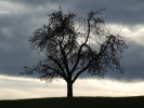Vorschaubild Baumsilhouette_2009_11_27--11-23-50.jpg 