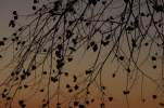 Vorschaubild Blaetter gegen den Morgenhimmel_2012_10_06--07-14-57.jpg 