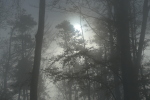 Vorschaubild Dichter Nebel im Herbstwald_2022_11_08--10-57-50.jpg 