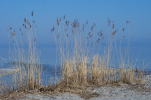 Vorschaubild Duerres Schilf am Bodensee_2012_03_02--14-11-34.jpg 