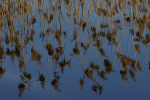 Vorschaubild Duerres Schilf reflektiert im Wasser_2008_03_14--10-15-55.jpg 