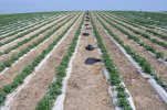 Vorschaubild Erdbeerfeld_2014_04_06--11-56-51.jpg 