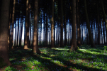 Vorschaubild Fruehlings-Tannenwald bei Hagenwil_2011_04_09--08-27-08.jpg 