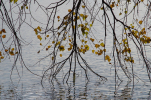 Vorschaubild Herbstblaetter am See_2012_10_02--10-21-04.jpg 