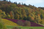 Vorschaubild Herbstlandschaft bei Niederneunforn_2020_10_30--11-52-12.jpg 