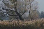 Vorschaubild Herbstlandschaft, Fussach, Schleienloch_2014_11_01--11-07-27.jpg 
