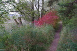 Vorschaubild Herbstlandschaft, Fussach, Schleienloch_2014_11_01--12-07-22.jpg 