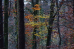 Vorschaubild Herbstwald bei Guetighausen_2022_11_18--08-56-17.jpg 