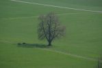 Vorschaubild Kahler Baum in der Wiese_2012_03_29--14-12-30.jpg 