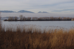 Vorschaubild Landschaft am Bodensee bei Fussach_2014_01_09--09-34-46.jpg 