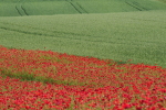 Vorschaubild Mohnfeld bei Truellikon_2015_05_30--15-08-04.jpg 