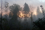 Vorschaubild Morgenhimmel ueber dem Herbstwald_2022_10_28--08-05-12.jpg 