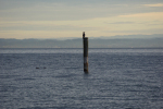 Vorschaubild Morgenstimmung am Bodensee bei Steinach_2012_11_04--08-38-50.jpg 