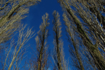 Vorschaubild Salicaceae, Populus, Kahle Pappeln bei Altnau_2013_12_07--14-02-57.jpg 