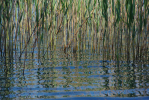 Vorschaubild Schilf spiegelt im Wasser_2013_05_28--11-10-49.jpg 