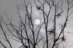 Vorschaubild Sonne hinter Aesten im Nebel_2013_01_26--14-40-31.jpg 