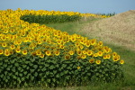 Vorschaubild Sonnenblumenfeld_2022_07_14--09-51-11.jpg 