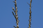 Vorschaubild Sperling auf duerrem Ast_2014_05_18--13-46-53.jpg 