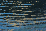 Vorschaubild Spiegelungen im Bergsee_2013_08_22--07-07-12.jpg 