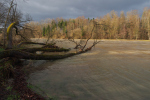 Vorschaubild Thur bei Hochwasser_2023_12_10--11-33-16.jpg 