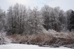 Vorschaubild Winterliche Weiherlandschaft_2022_01_10--11-23-49.jpg 