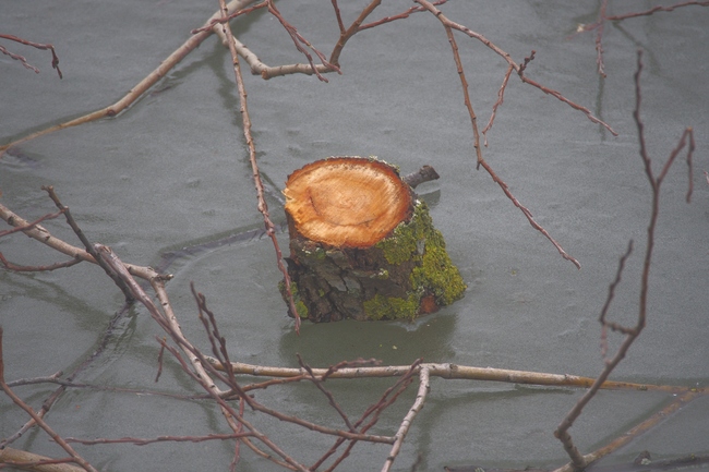 ../previews/024-Abgesägter Ast ragt aus dem Eis_2015_02_20--10-21-02.jpeg.medium.jpeg