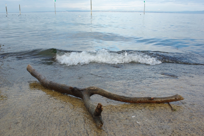 ../previews/032-Astgabel und Welle am Bodensee_2010_11_19--15-26-58.jpeg.medium.jpeg