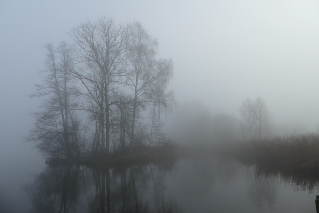 ../previews/044-Baeume im Nebel am Huettwiler See_2022_01_01--11-43-44.jpeg.medium.jpeg