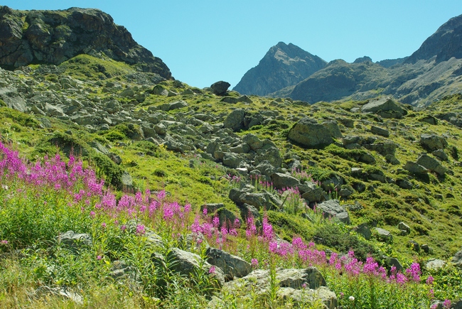 ../previews/050-Berglandschaft am Julier_2012_08_19--11-17-35.jpeg.medium.jpeg