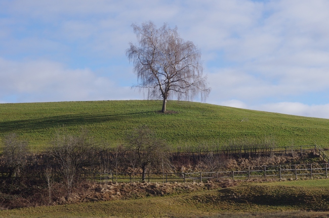 ../previews/054-Birke auf einem Huegel_2014_02_23--09-02-04.jpeg.medium.jpeg