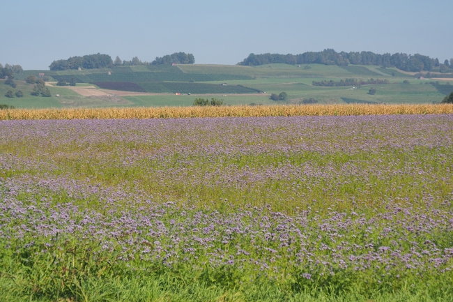 ../previews/057-Bluehendes Feld bei Guetighausen_2017_09_25--11-34-19.jpeg.medium.jpeg