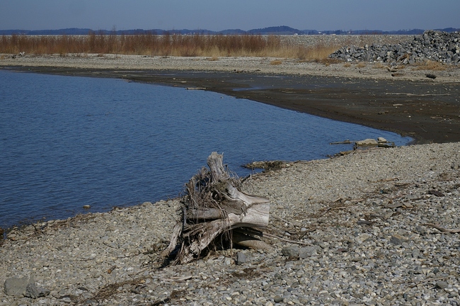 ../previews/064-Bodenseeufer beim Glashaus mit Schwemmholzwurzel_2007_03_11--13-08-59.jpeg.medium.jpeg
