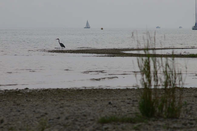 ../previews/066-Bodenseeufer bei Steinach mit Fischreiher_2005_08_19--10-45-51.jpeg.medium.jpeg