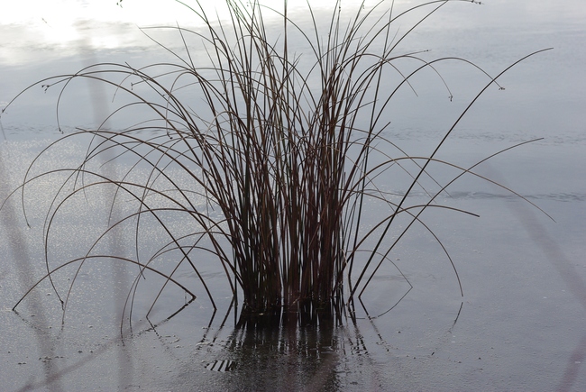 ../previews/075-Duerrer Schilfbueschel_2013_12_15--14-15-21.jpeg.medium.jpeg