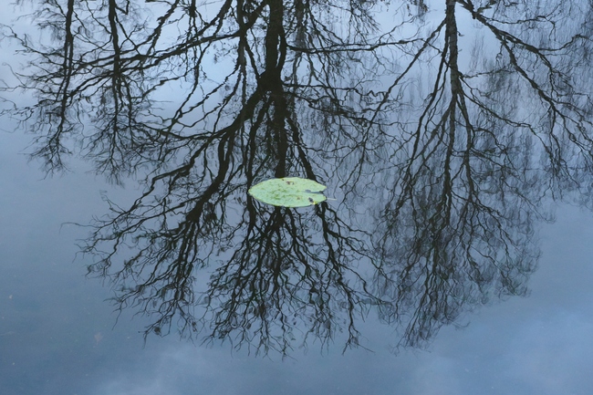 ../previews/078-Einzelnes Seerosenblatt_2022_11_05--16-48-44.jpeg.medium.jpeg