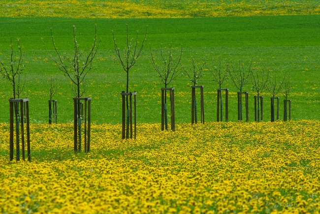 ../previews/082-Fruehlingslandschaft bei Hagenwil_2009_04_25--12-47-42.jpeg.medium.jpeg