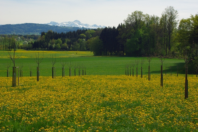 ../previews/083-Fruehlingslandschaft bei Hagenwil_2009_04_25--14-29-31.jpeg.medium.jpeg