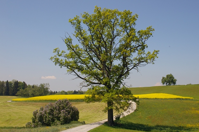 ../previews/084-Fruehlingslandschaft bei Wittenbach, Dottenwil_2007_05_12--12-54-22.jpeg.medium.jpeg