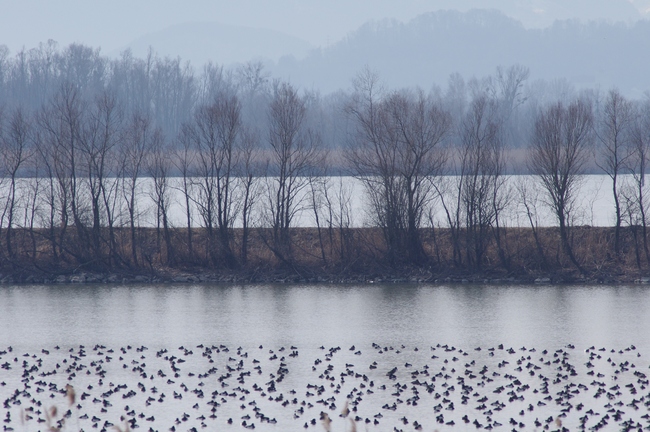 ../previews/086-Fussache, Landschaft mit Zugvoegeln_2014_02_25--11-09-44.jpeg.medium.jpeg
