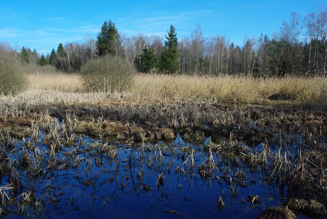 ../previews/090-Hagenwil, Weiher-Landschaft_2009_03_16--15-08-45.jpeg.medium.jpeg