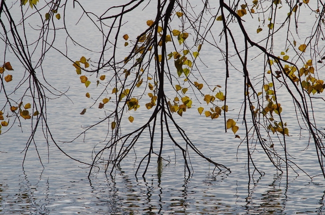 ../previews/091-Herbstblaetter am See_2012_10_02--10-21-04.jpeg.medium.jpeg