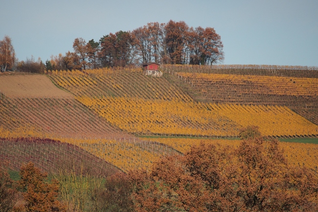 ../previews/098-Herbstliche Rebberge_2015_11_07--14-59-35.jpeg.medium.jpeg